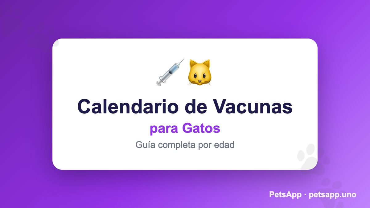 Vacunas para Gatos 2026: Calendario Completo por Edad