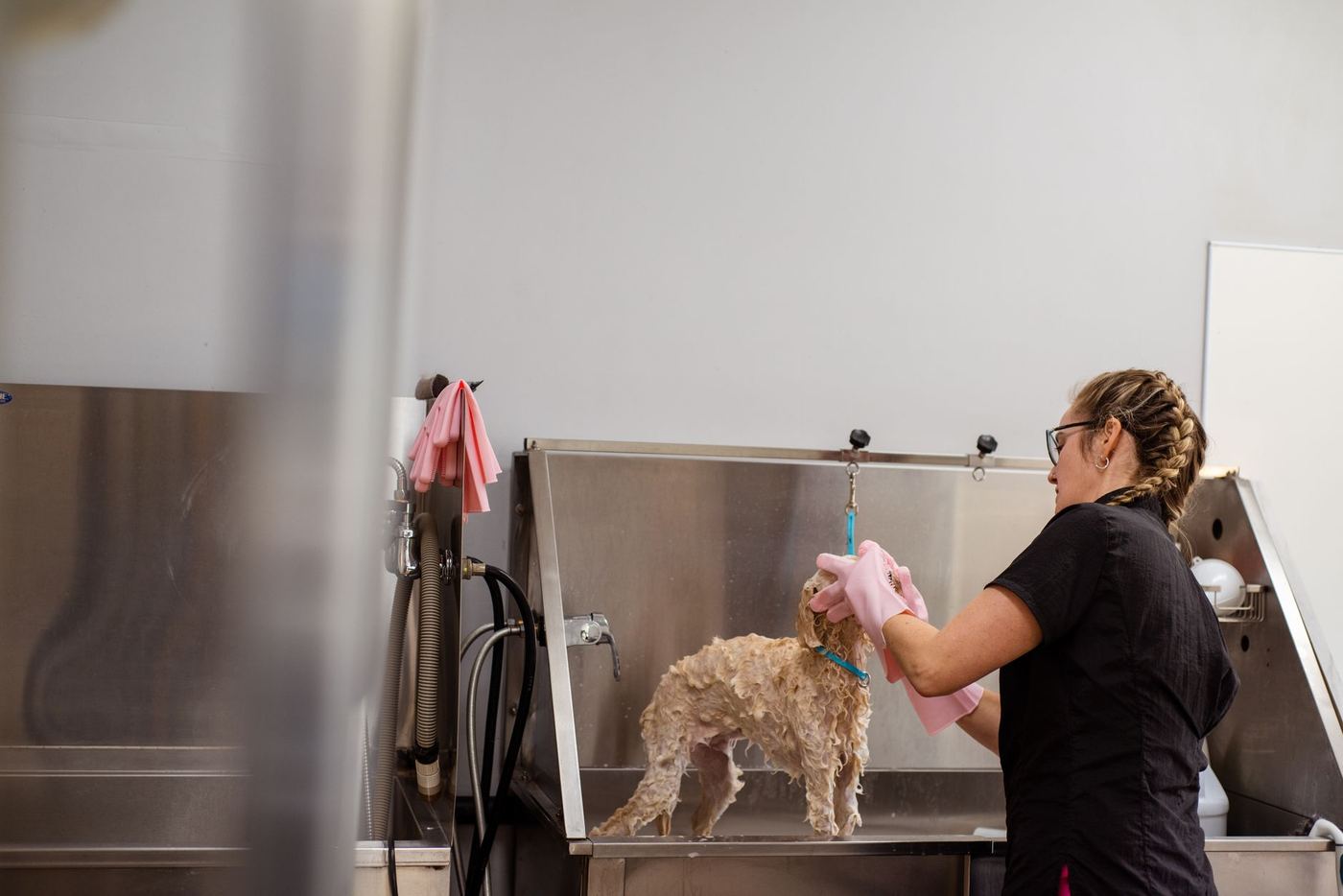 Groomer trabajando con un perro